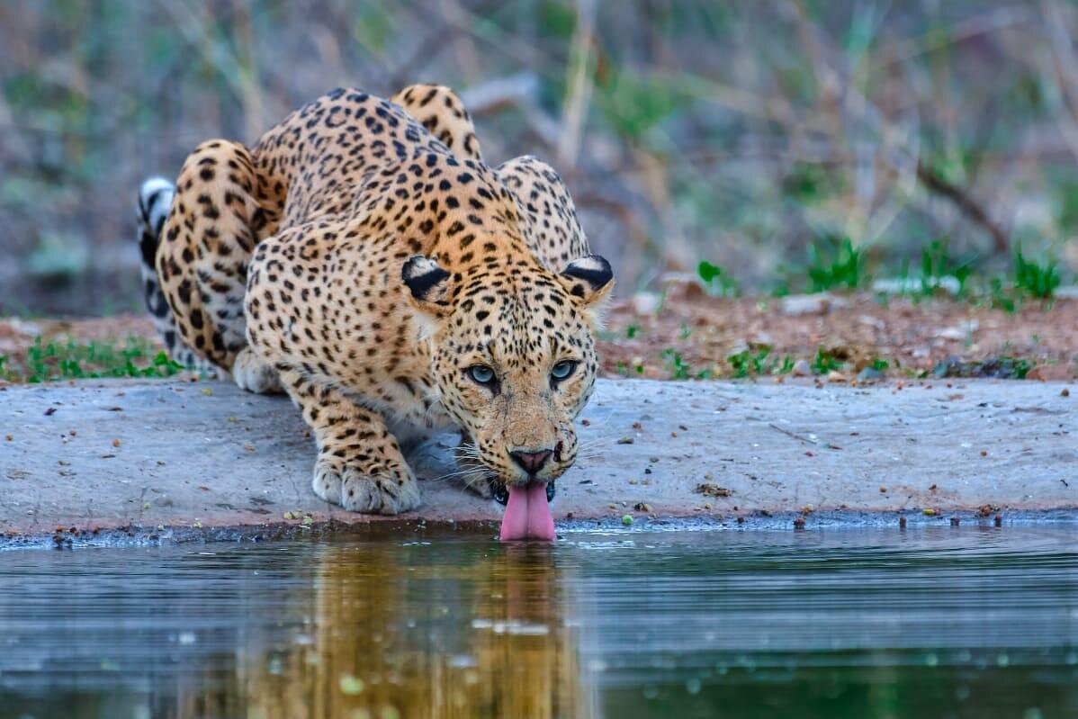 Jhalana Leopard Conservation Reserve